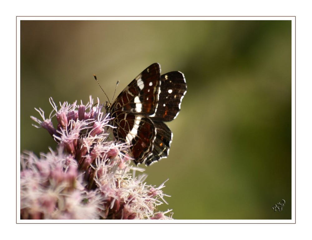 La carte géographique (Araschnia levana)