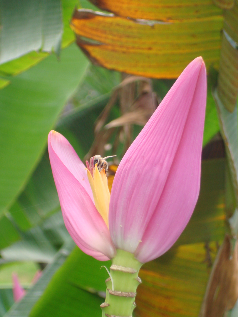 La casa de la abeja!