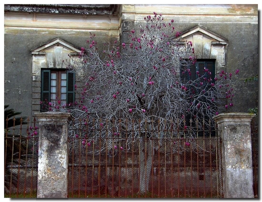 La casa de las magnolias.