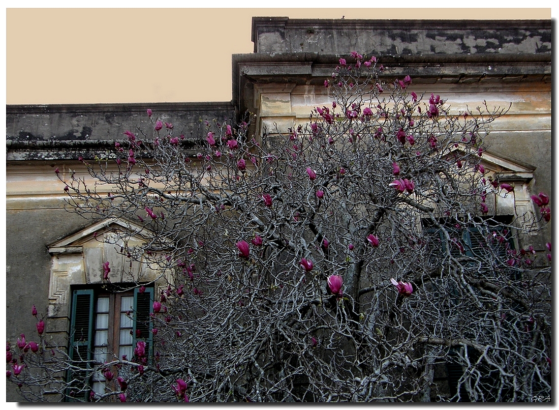 La casa de las magnolias II