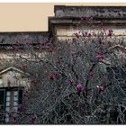 La casa de las magnolias II