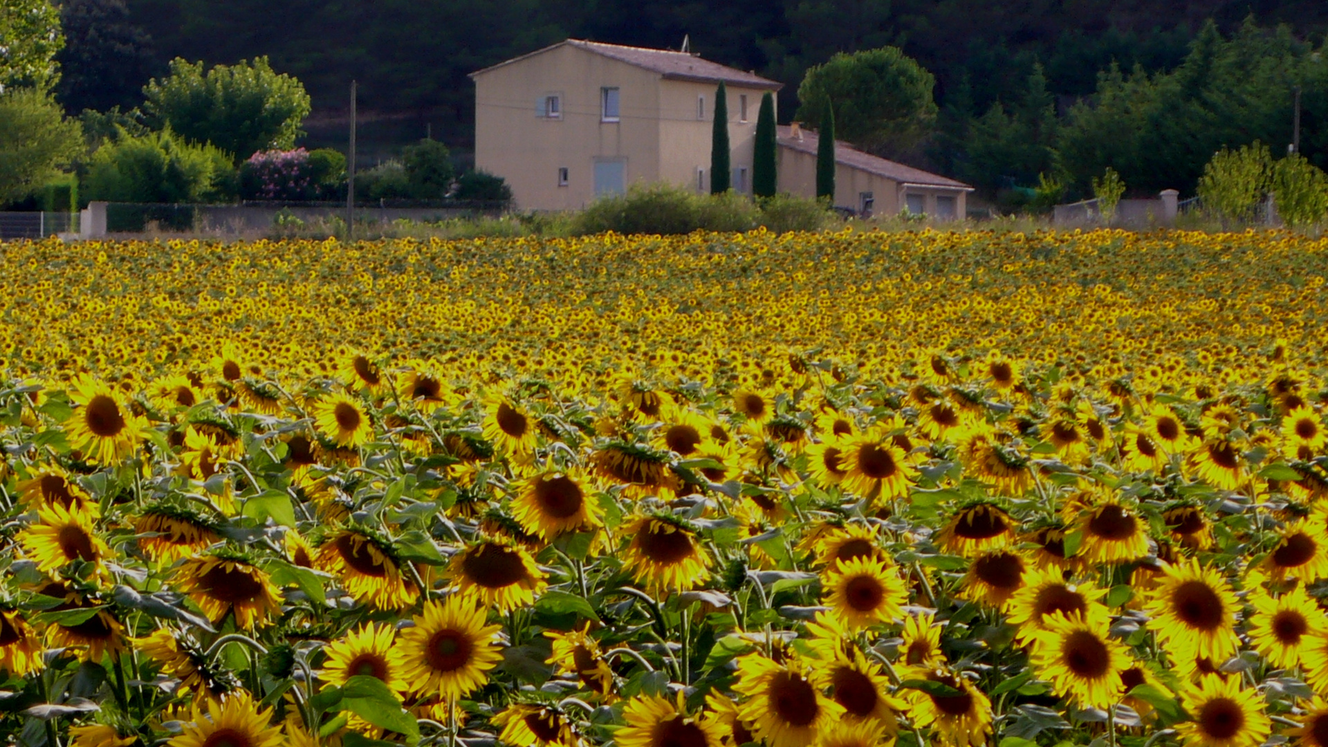 La casa dei girasoli