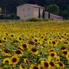 La casa dei girasoli