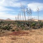 La Casa del Capellan, La Oliva, Fuerteventura