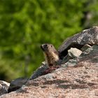 La casa della giovane marmotta....