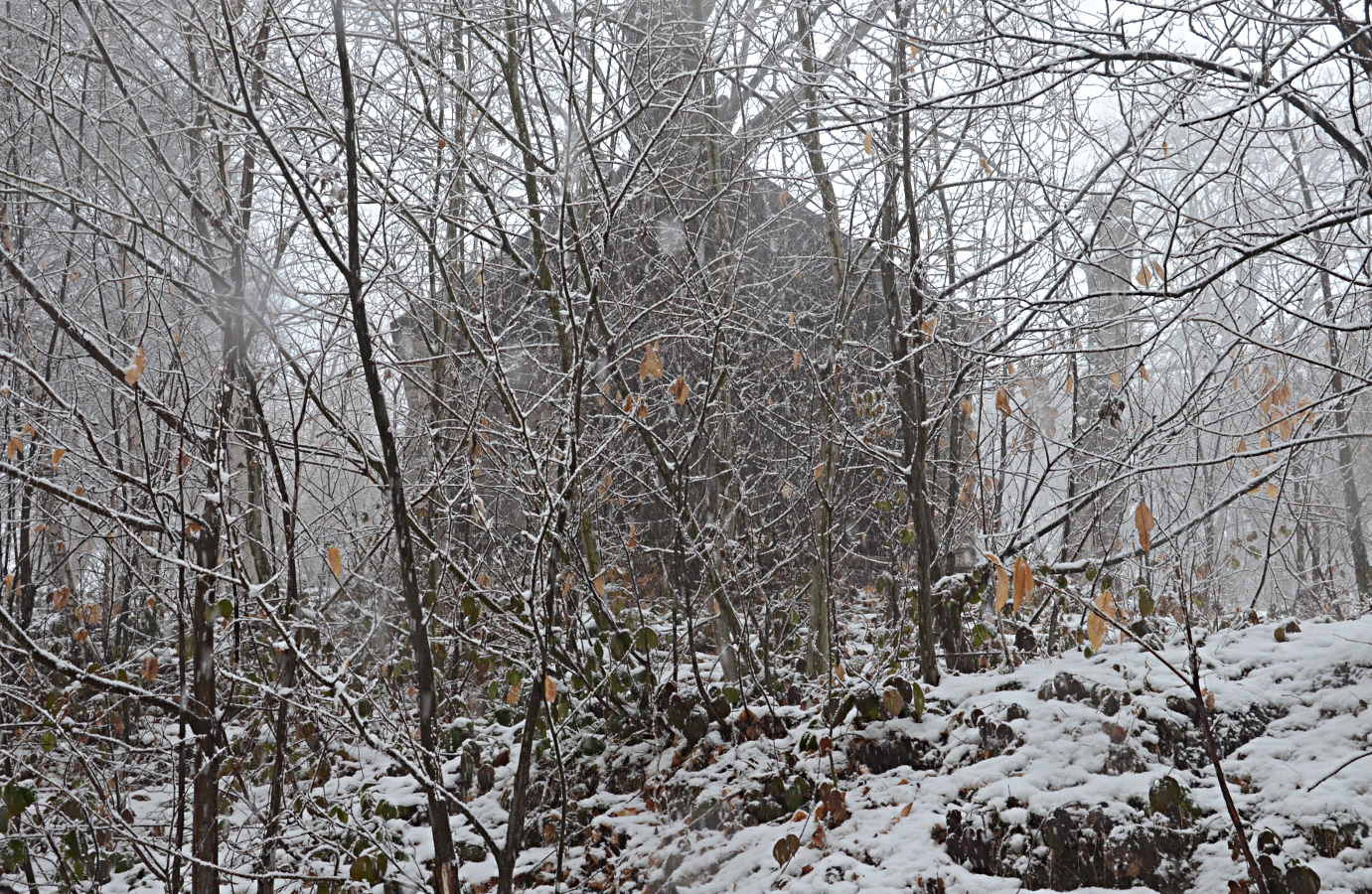 la casa nel bosco