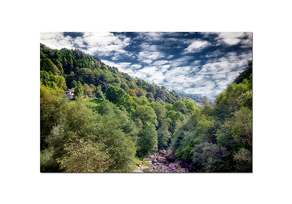 LA CASA NEL BOSCO