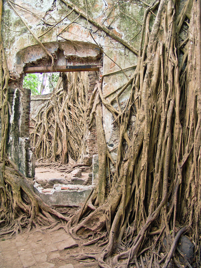 La casa que habita el Arbol