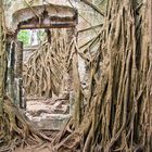 La casa que habita el Arbol