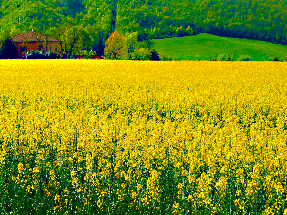 LA CASA SUL MARE GIALLO