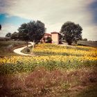 La casa tra i girasoli 