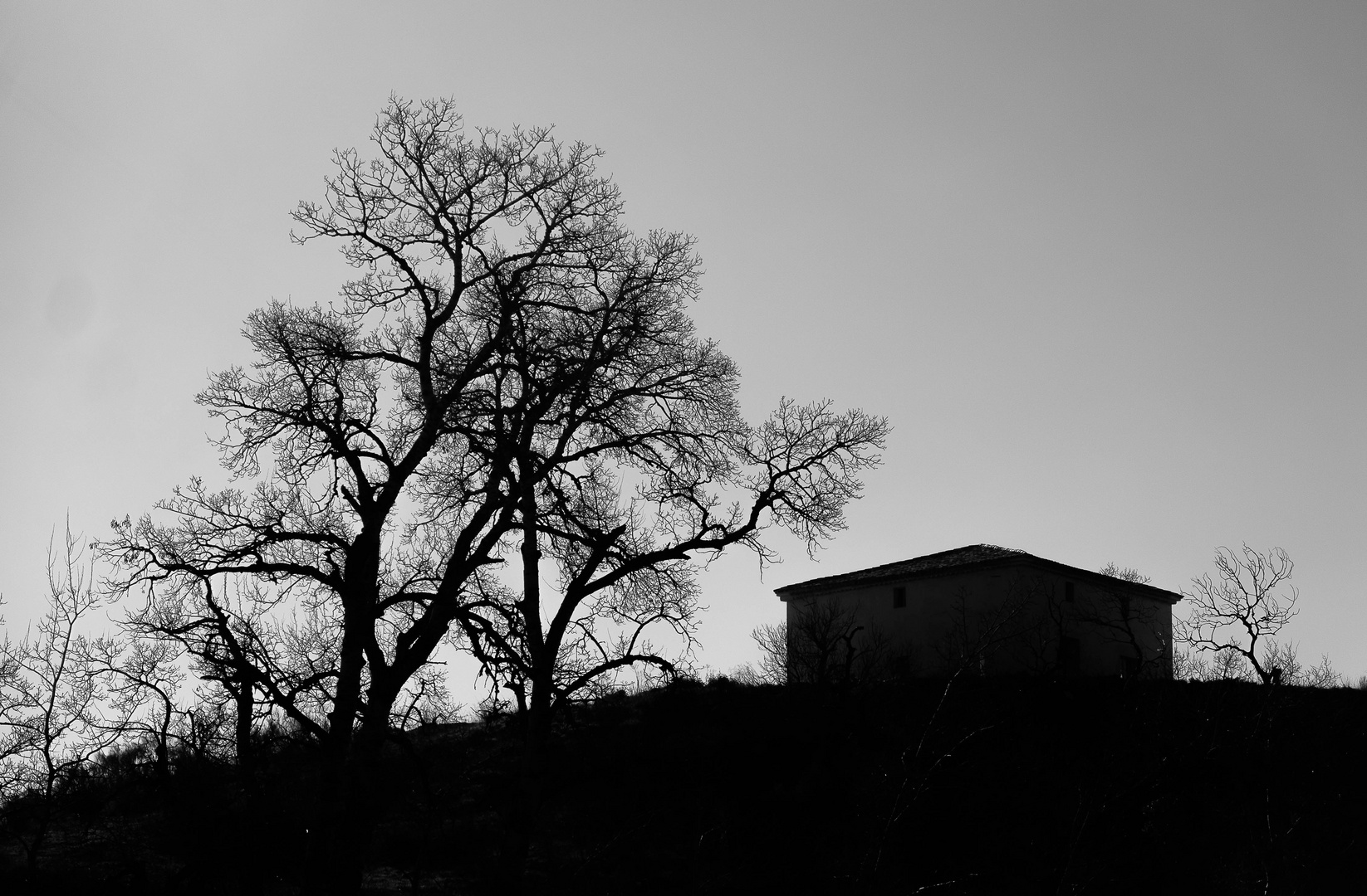 La casa y el árbol 