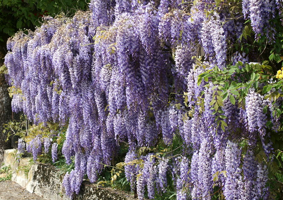 La cascade de glycine