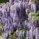 La cascade de glycine