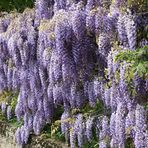 La cascade de glycine