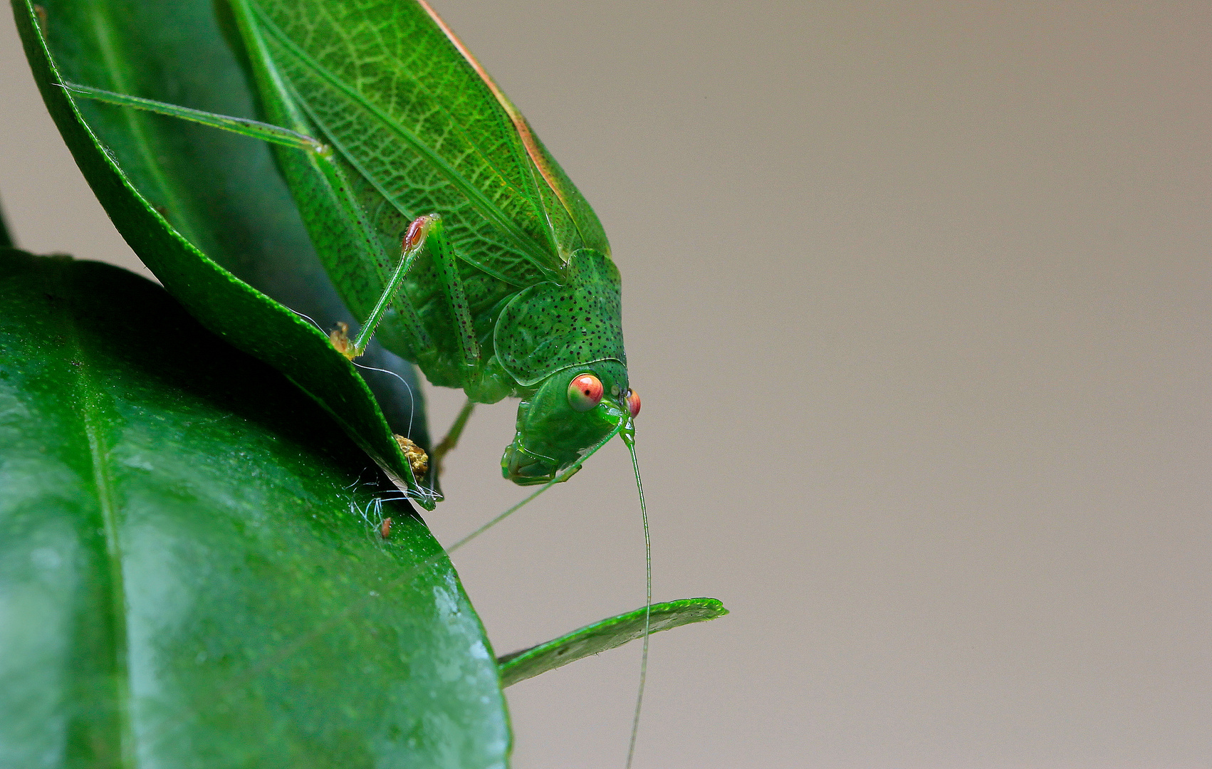 La Cavalletta verde