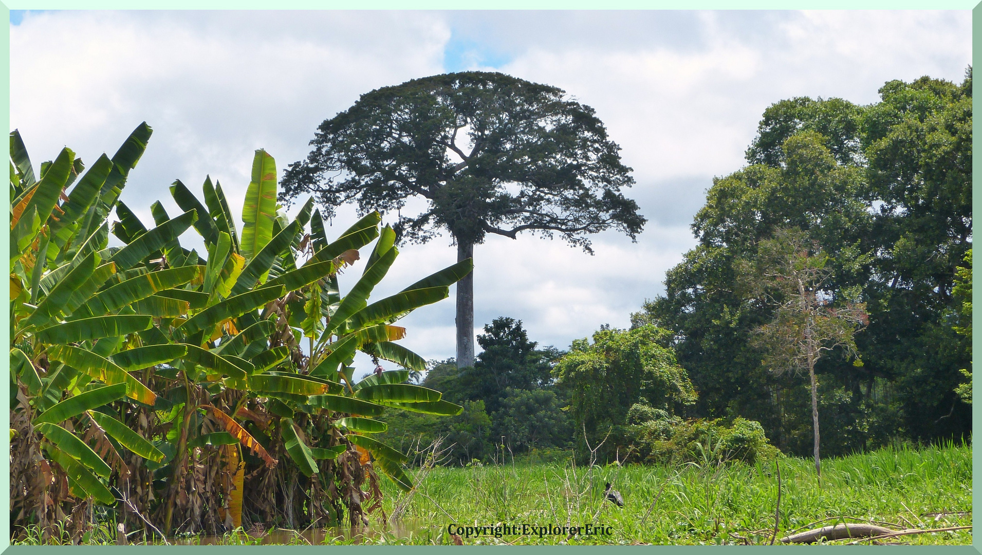 la Ceiba ............