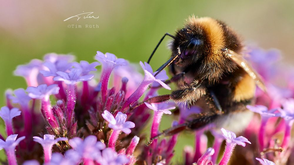 La cena del abejorro
