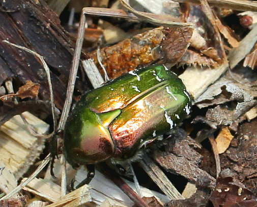 la Cétoine dorée