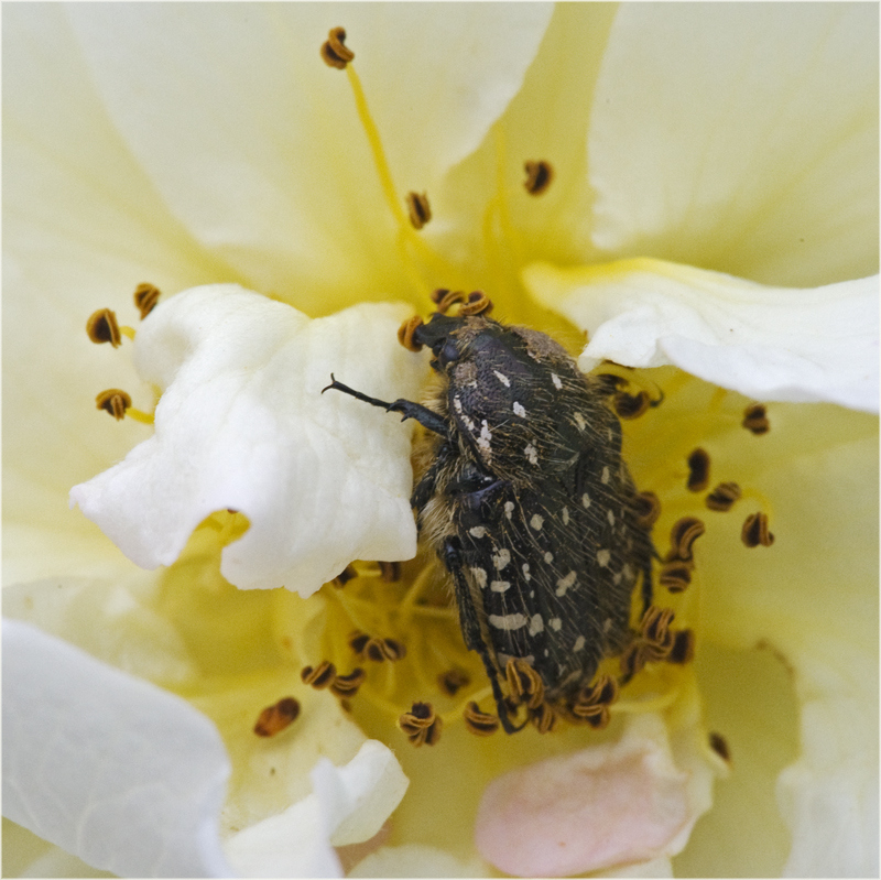 La Cétoine funeste sur rose (Oxythyrea funesta)