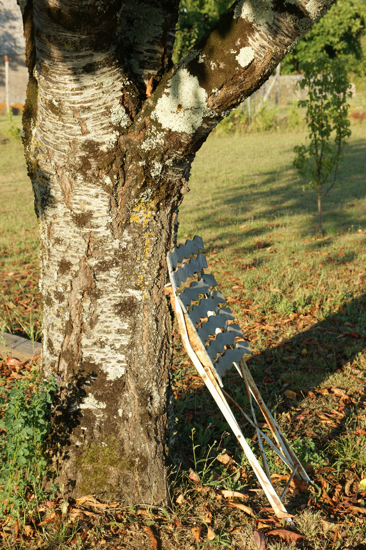 La chaise et l'arbre