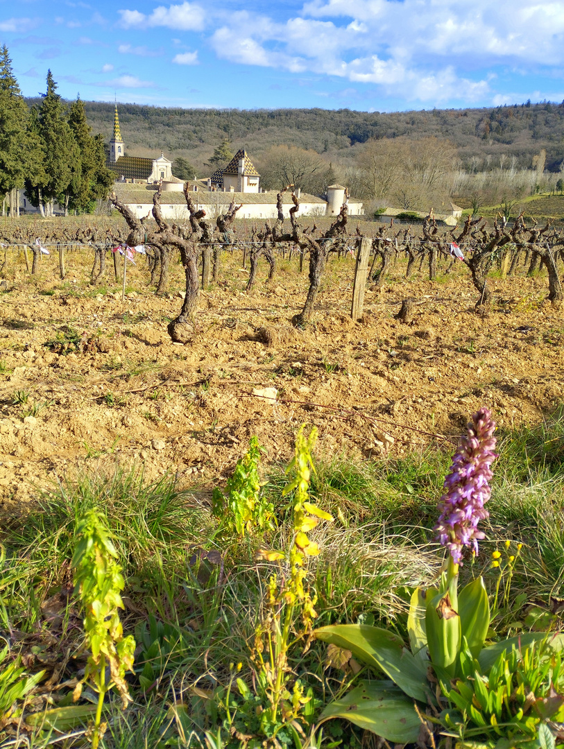 La Chartreuse de Valbonne, Gard