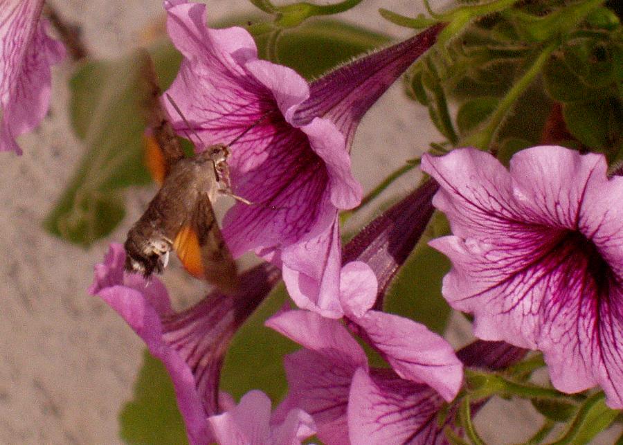 La chasse au papillon