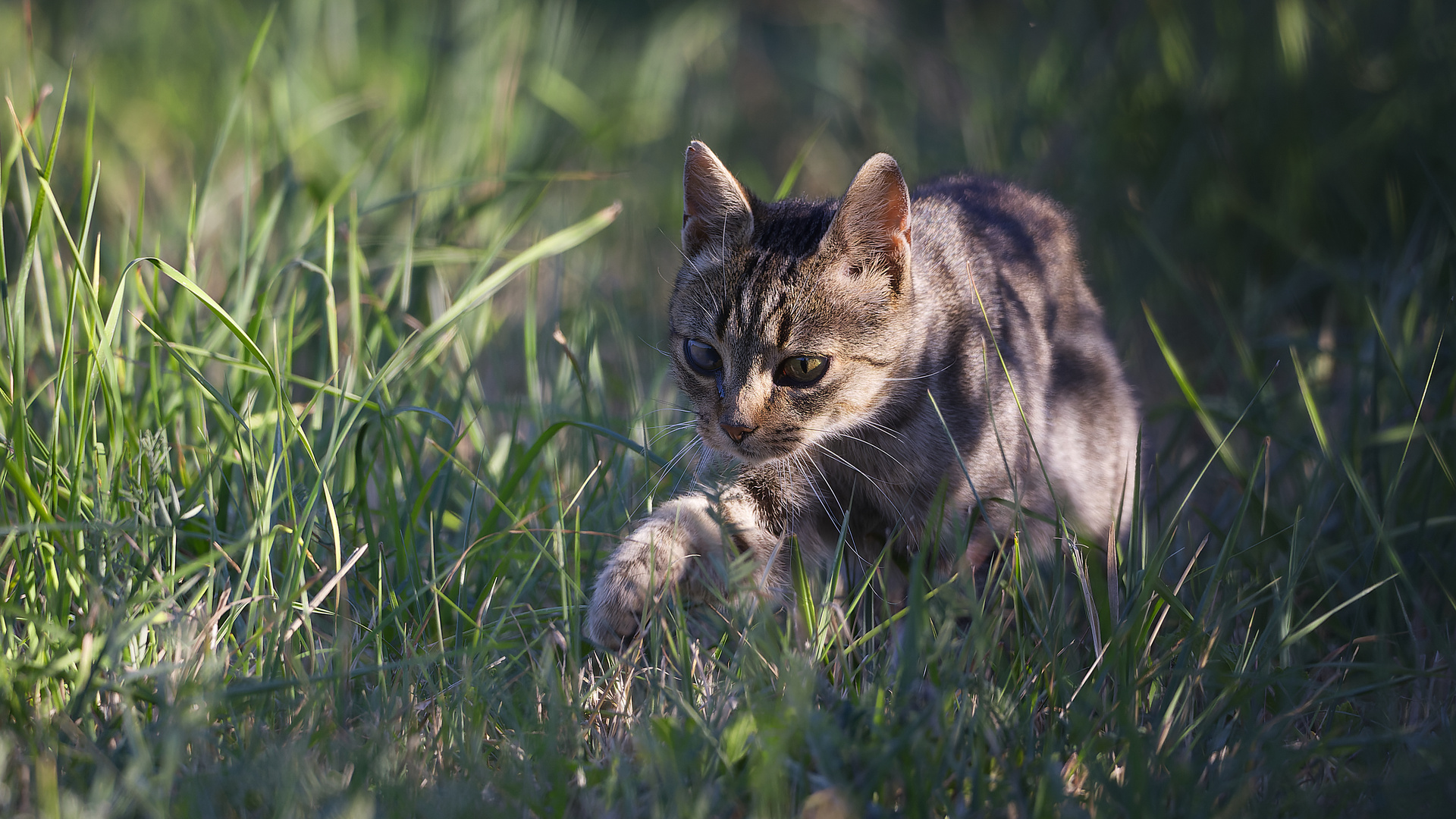 La chasse, mon sport favoris