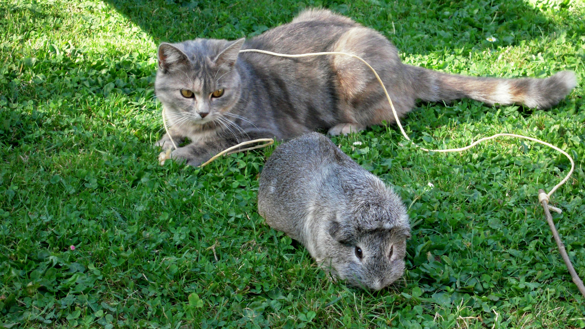 La chatte et le cochon D'inde