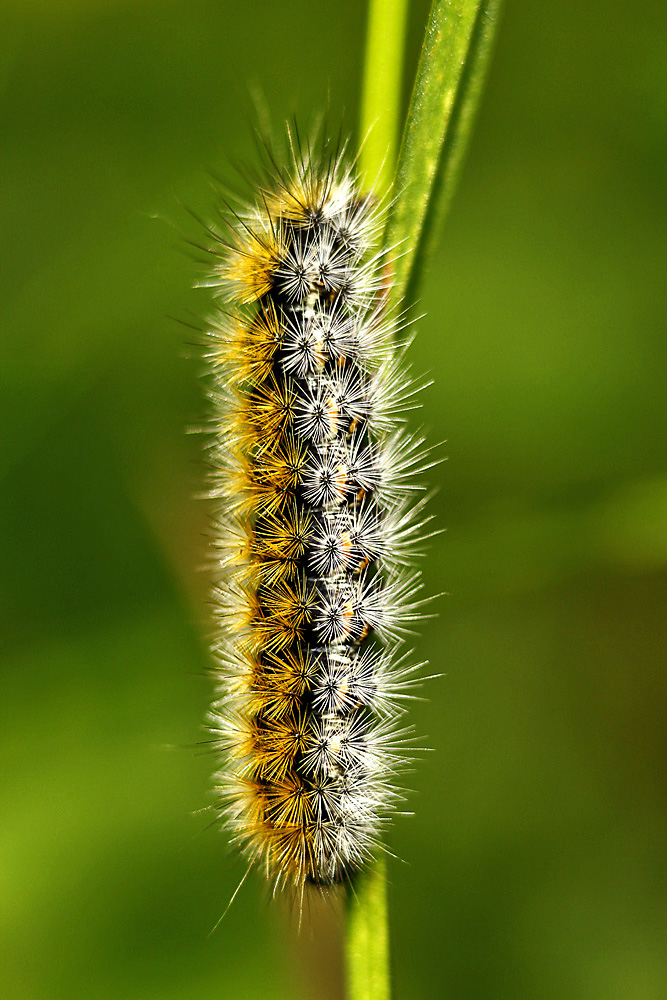 la chenille !