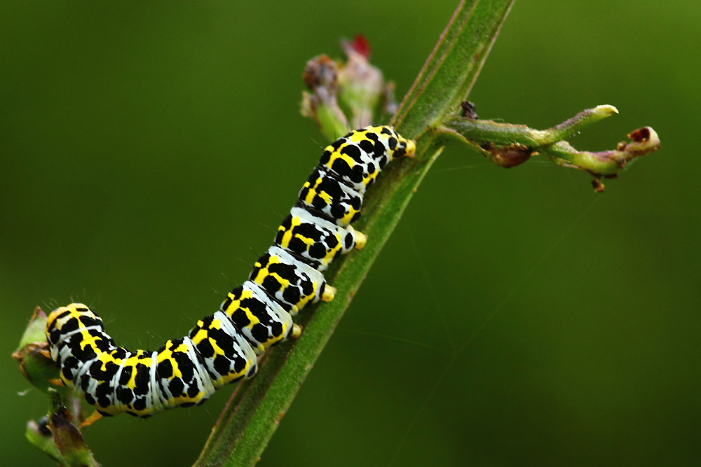 la chenille !