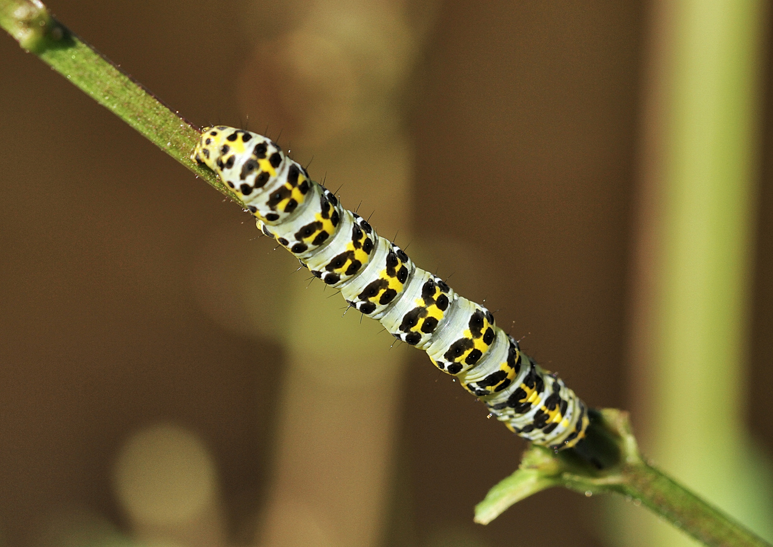 la chenille !