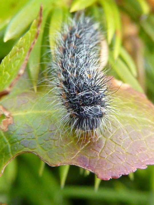 la chenille