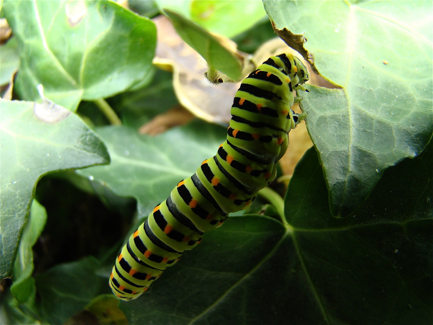 La chenille du macaon