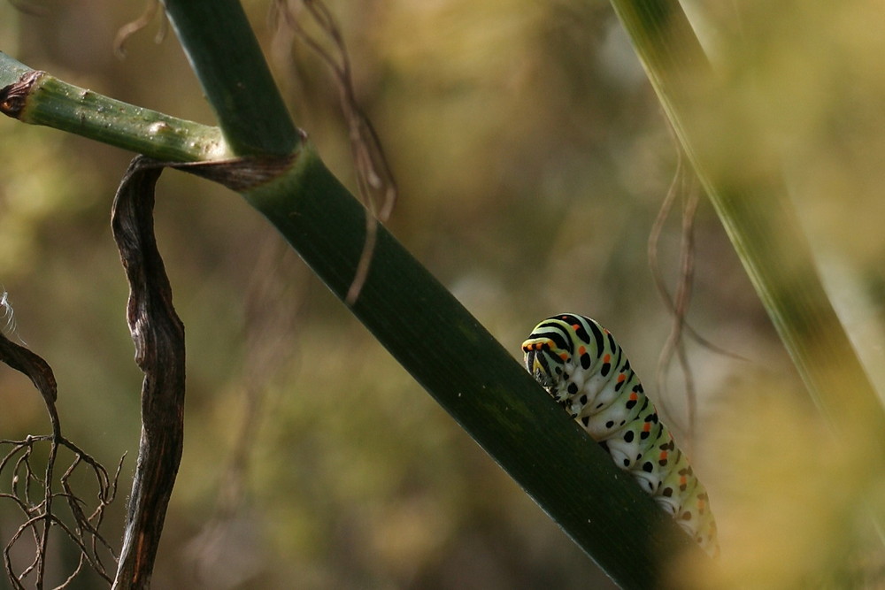 La chenille du Machaon