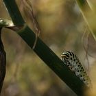 La chenille du Machaon