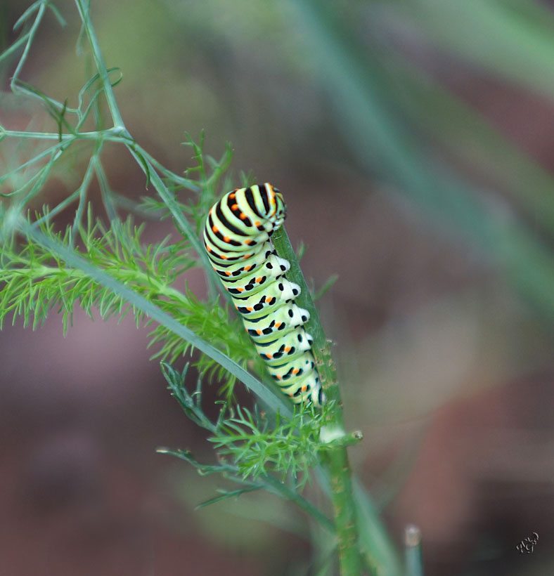 La chenille du Machaon .... Hier !!!!