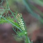 La chenille du Machaon .... Hier !!!!