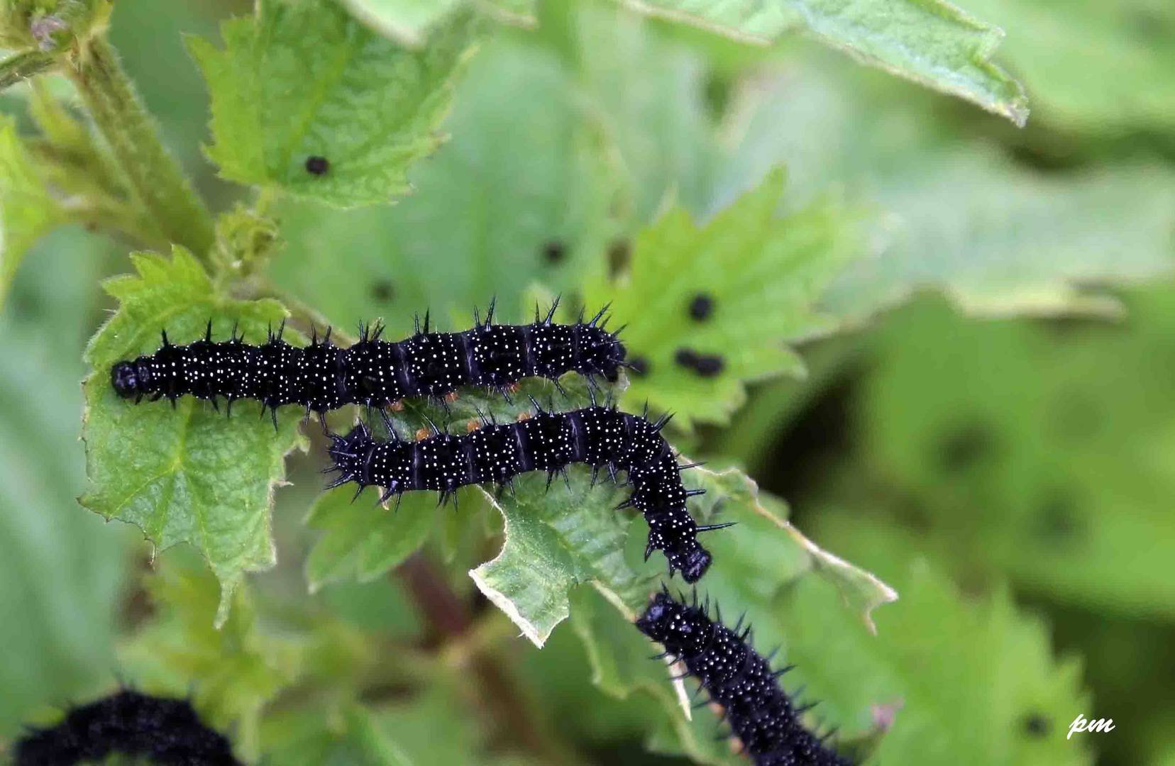 La chenille du Paon du jour