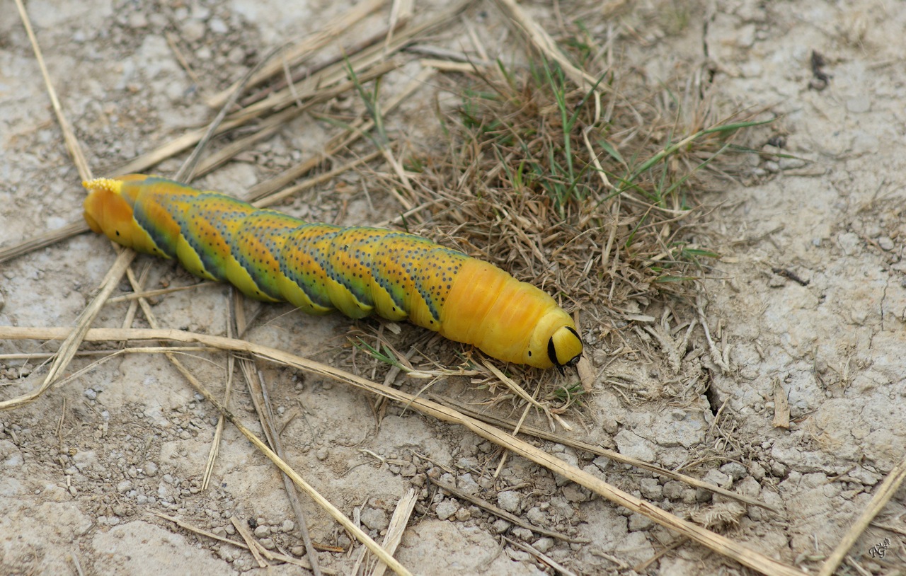 La chenille du sphinx à tête de mort photo et image macro nature, macro insectes, papillons La chenille du sphinx à tête de mort photo et image macro nature, macro insectes, papillons