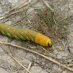 La chenille du sphinx à tête de mort