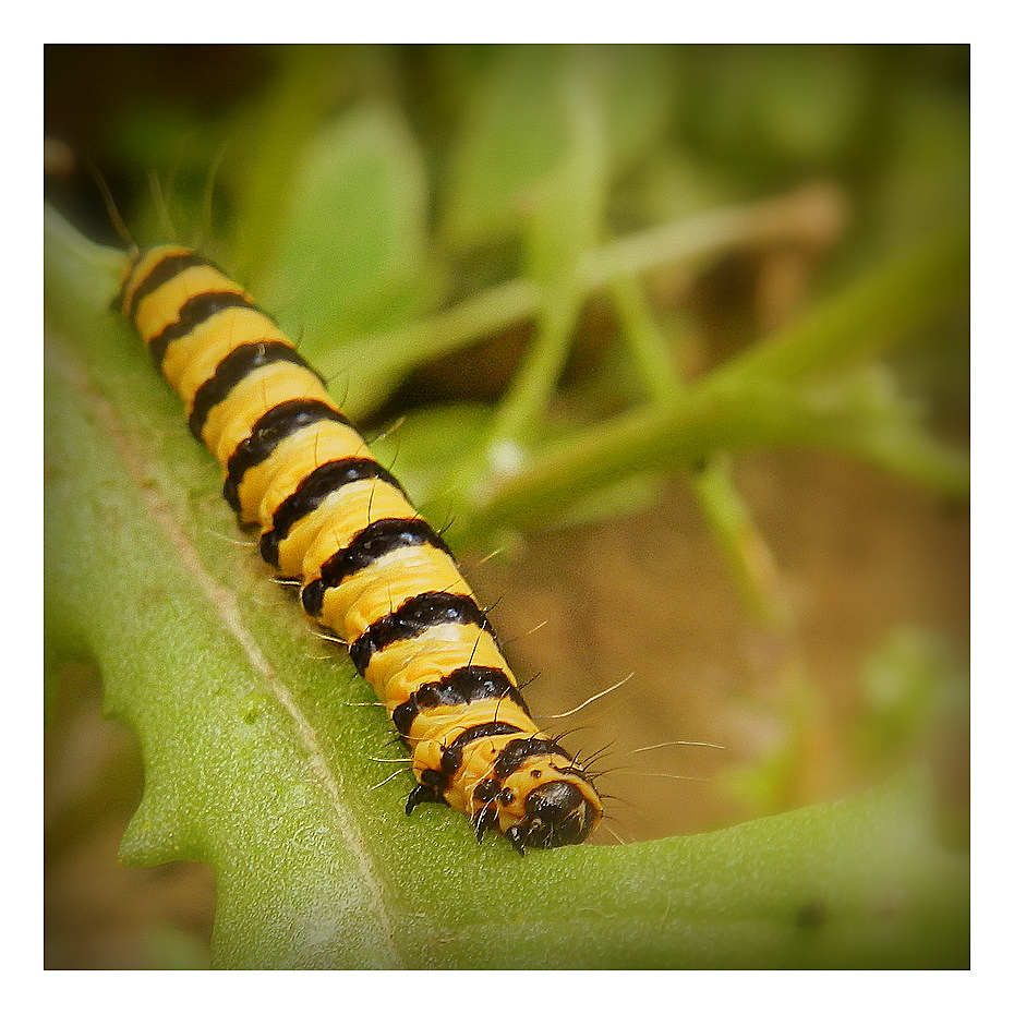 la chenille