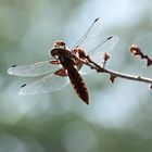 la Chenille et la Libellule  