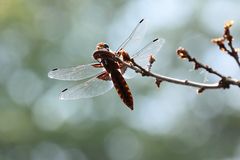 la Chenille et la Libellule  