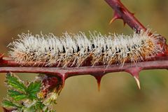 la chenille et la rosée !!!