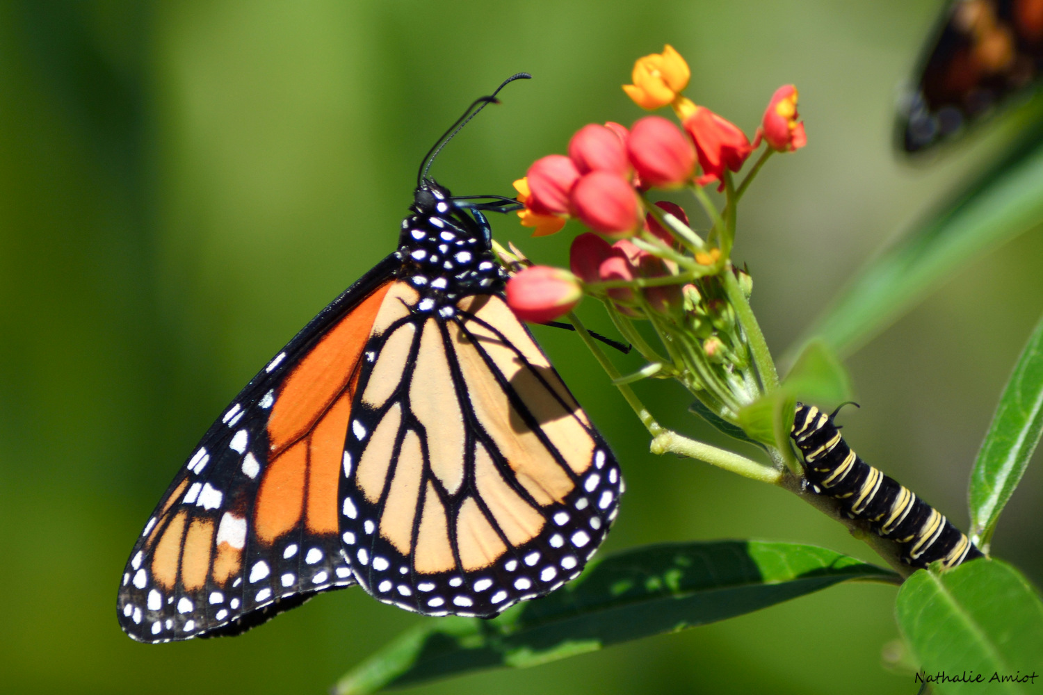 La chenille et le papillon