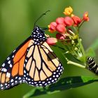 La chenille et le papillon