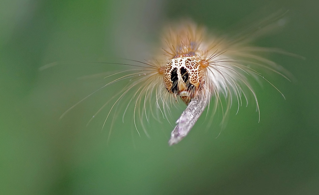 La chenille fauve