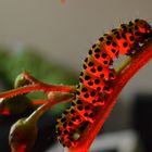 la chenille jalouse des coccinnelles