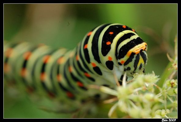 La chenille machaon